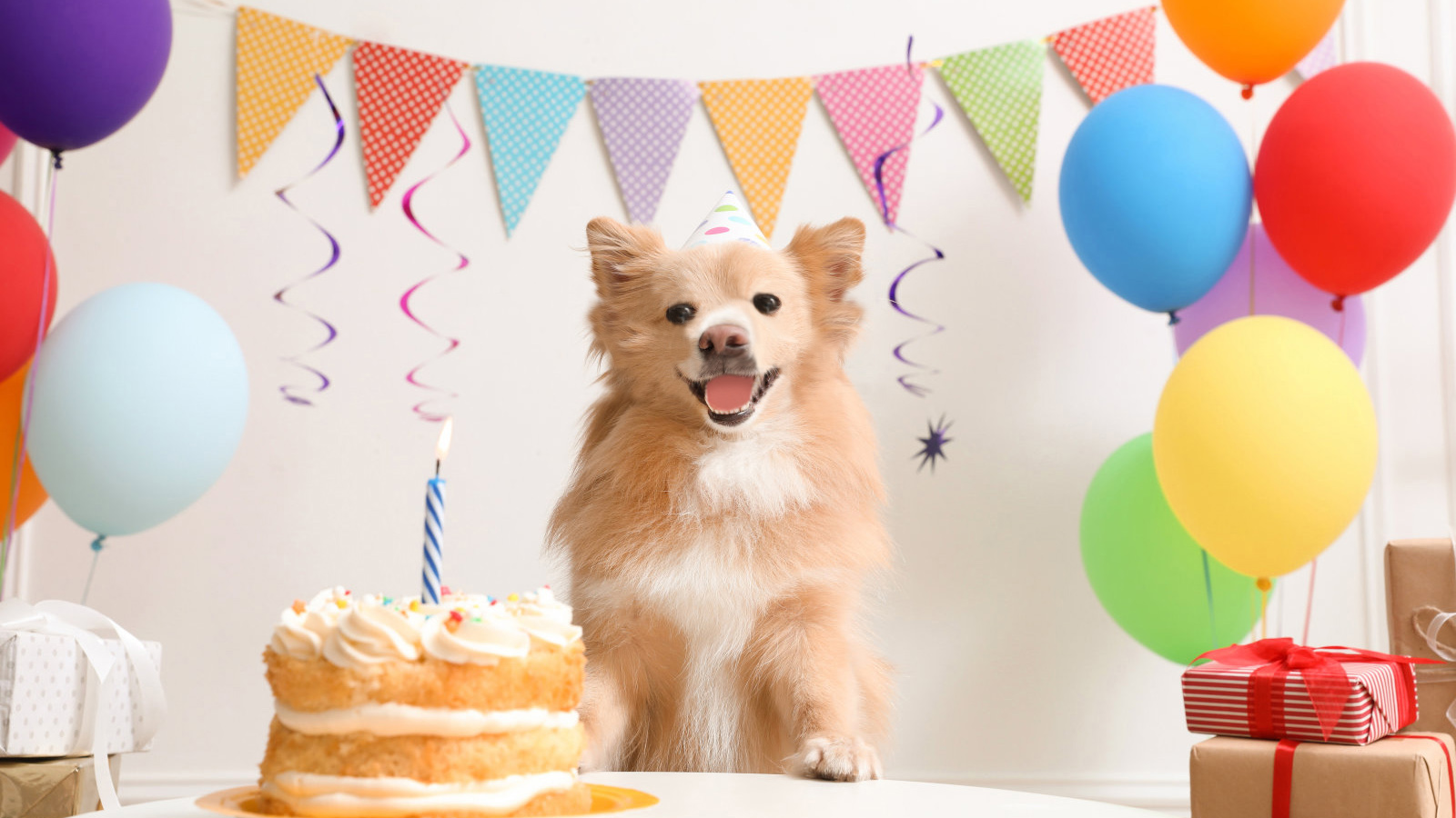 Cute dog wearing party hat at table with delicious birthday cake in decorated room